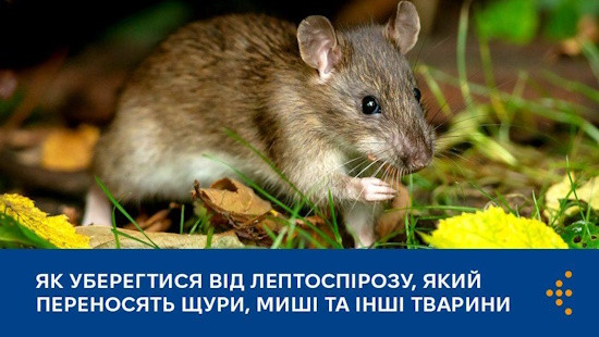 ЛЕПТОСПІРОЗ: НЕБЕЗПЕЧНА ІНФЕКЦІЯ, ЯКУ ПЕРЕНОСЯТЬ ГРИЗУНИ