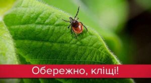 Вкусив кліщ? Не панікуйте, але дійте швидко!