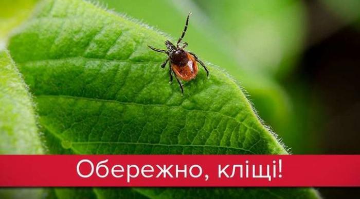 Вкусив кліщ? Не панікуйте, але дійте швидко!